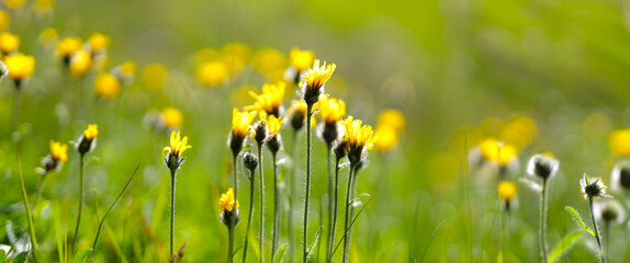 A field of yellow dandelions in various stages of bloom in a green grassy background.