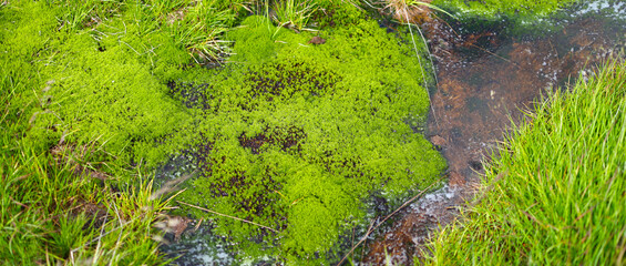 bright green moss patch growing on a dark and murky water surface.