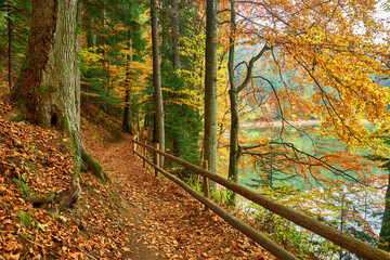 Autumnal Tranquility: Forest Road Alongside the Serene Lake