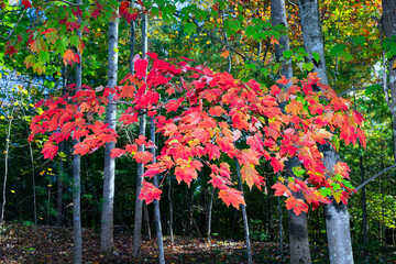A branch of maple leaves displays bright red and orange colors during the fall.