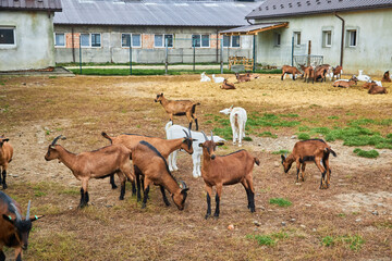 Flock in sheepfold, farm livestock pen of countryside. Brown woolly goats.