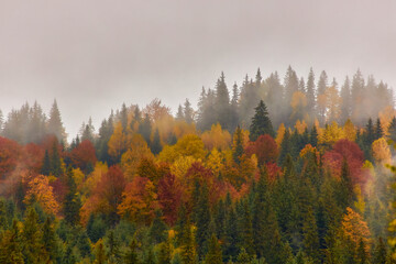 Whispering Pines: A Serene Journey through Misty Mountain Peaks