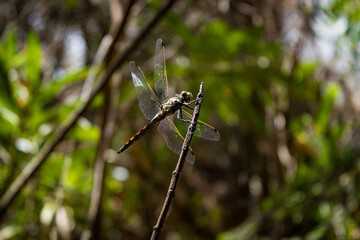 Dragonfly