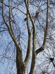 The crown of a young plane tree (Platanus)against the background of the blue sky