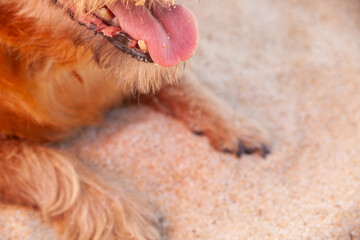 Joyful old dog basking on the beach, relishing the sands of time. A heartwarming moment of pure canine bliss.