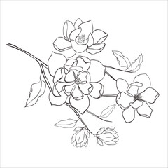 Line Art Magnolia Flowers on the white Background. Vector Illustration.