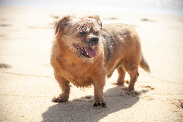 Joyful old dog basking on the beach, relishing the sands of time. A heartwarming moment of pure canine bliss.