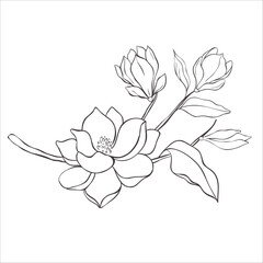 Line Art Magnolia Flowers on the white Background. Vector Illustration.