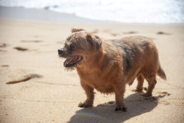 Joyful old dog basking on the beach, relishing the sands of time. A heartwarming moment of pure canine bliss.