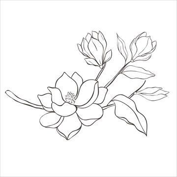 Line Art Magnolia Flowers on the white Background. Vector Illustration.