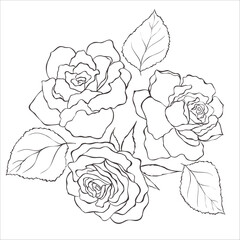 Line Art Rose Flowers on the white Background. Vector Illustration.