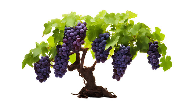 Fresh organic grape tree on transparent background. grape plants png