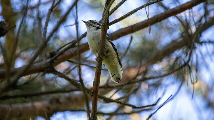 bird on a branch