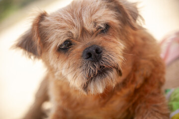 Joyful old dog basking on the beach, relishing the sands of time. A heartwarming moment of pure canine bliss.