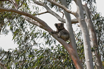 Victorian koala sitting on a eucalyptus tree branch while looking at camera, Tower Hill volcano area. Victoria-Australia-854