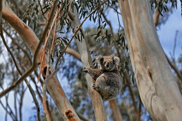 Victorian koala sitting on a eucalyptus tree branch while looking at camera, Tower Hill volcano...