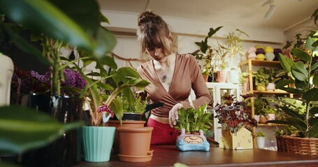 Caucasian female assistant working with flowers in pots in flower shop of plant shop. Female botanist takes care of a plant in a pot in a flower shop. The seller waters the plant. - Powered by Adobe