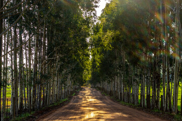 Dirt road flanked by eucalyptus trees in the interior of the state of Sao Paulo, Brazil