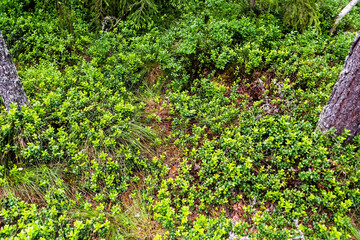 Vaccinium vitis-idaea (mountain cranberry) and Eriophorum vaginatum which grow in Tinovul Mare Poiana Stampei, natural reservation, Romania.