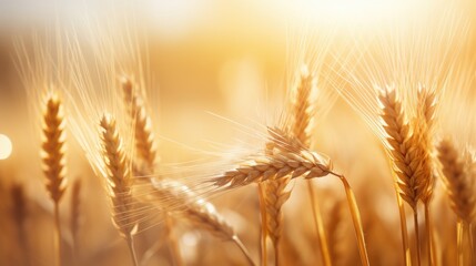 Wheat Bokeh Background