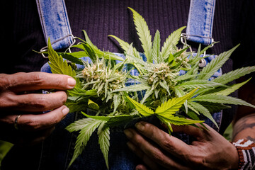 Sao Paulo, SP, Brazil - August 7 2023: Harvesting Cannabis flowers for medicinal use details.