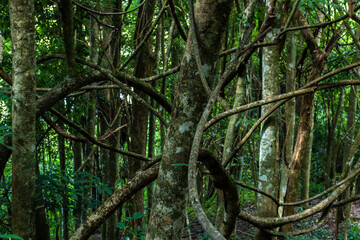 branches and twisted vines in the atlantic forest in brazil © Andrea Cirillo Lopes