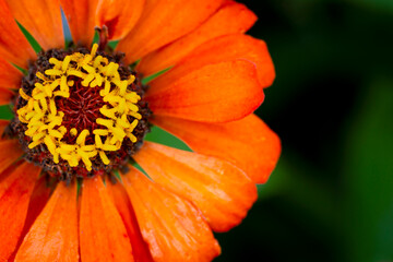 Blossom zinnia flower on a green background on a summer day macro photography. Blooming zinnia with petals close-up photo in summertime.