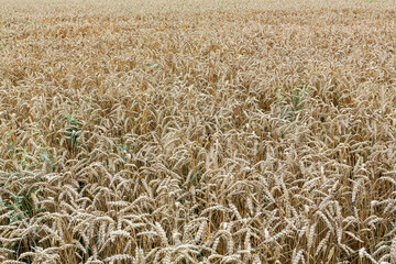 Wheat field. Ears of golden wheat close up. Background of ripening ears of meadow wheat field. Top down view.