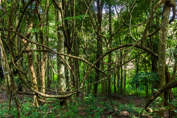 branches and twisted vines in the atlantic forest in brazil