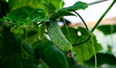 cucumber in the garden