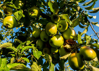 apples on a tree