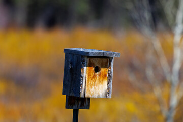 Bird house for a Mountain bluebird (Sialia currucoides) mounted on a fence post. Isolated with blurred background during spring.
