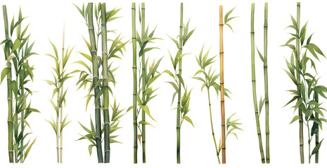 Fototapeta na wymiar Array of bamboo in different sizes and shapes. Watercolor style design cutouts with transparency available. 