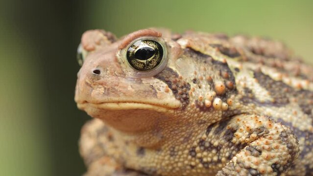 Close-up shot of an  American Toad. Shot in Minnesota.