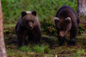 brown bear cubs © Artem