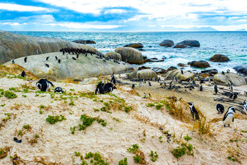 South african penguins colony of spectacled penguins penguin Cape Town.