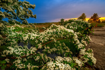 Fototapeta na wymiar lowland landscape with flowers