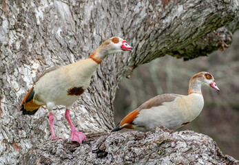 Pair of Egyptian Geese in a Large Tree