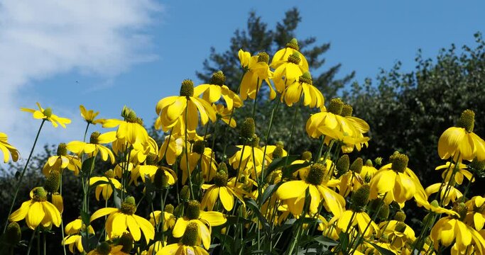 (Rudbeckia nitida) Cutleaf coneflowers or goldenglows flowers 'Autumn sun' with yellowish-green disc flowers surrounded by yellow cup-shaped rays on long bare stems swaying in the wind under a blue sk
