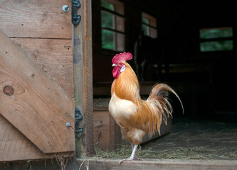 Rooster in Doorway