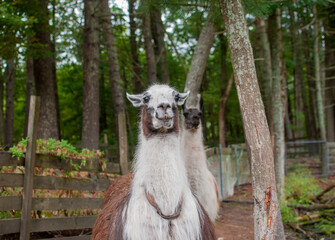 Llamas in the Woods