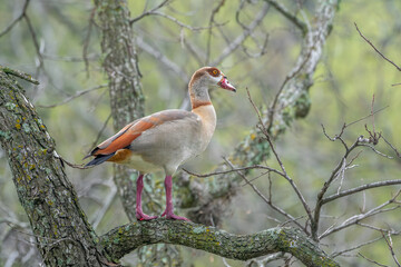 Egyptian Goose in the Texas Trees