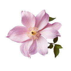 Pink clematis with transparent background