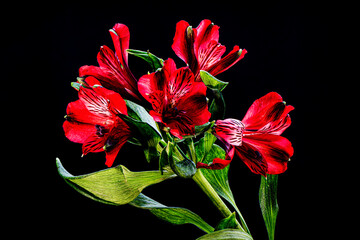 ALSTROEMERIA NIRVANA in bloom on a back background.