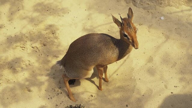 Dik-dik Kirk, a small antelope defecates on the sand.