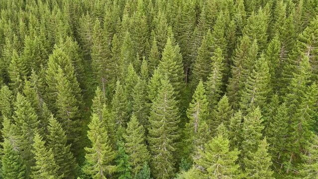 Low flying footage of a deep spruce forest