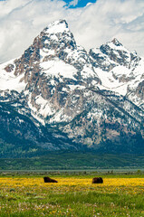 Bison resting in a field by the Grand Tetons