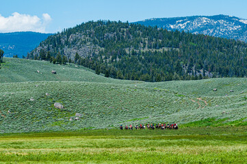 A trail of horseback riders in the distant meadow in Yellowstone National Park, Wyoming.
