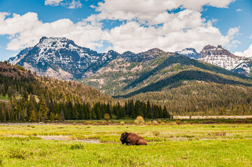 Bison resting in a meadow