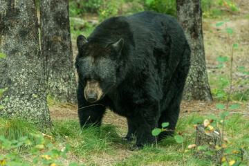 Black Bear Roaming through the woods